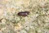 Philoscia muscorum